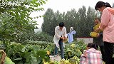 家里的油葵熟了，个个籽粒饱满，全家总动员，满满丰收的喜悦