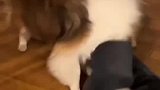 狗妈妈有些母爱，但是不多