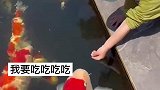 锦鲤被养得像锦猪