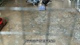 今天给鸽棚打扫一下卫生，顺便一起研究一下小鸽子