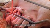 农夫家的猪失踪一个月后怀孕回来了，但产下的猪崽却长成这样