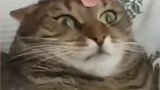 主人把花放猫咪头上，猫咪就定住不动了，这是什么妖术？
