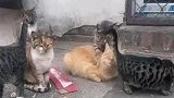 霸气的猫老大周围一堆小弟跟着，大哥，这力道怎么样？