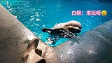 一只爱撒娇的鲸