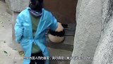 熊猫宝宝蹲在墙角生闷气，饲养员前去安慰，谁还不是个宝宝了？