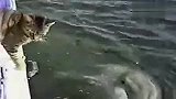 猫咪和海豚超纯洁友谊 太萌啦