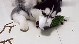 哈士奇看到苦瓜就开吃，也不仔细看看，哈士奇呆萌的表情太逗了！