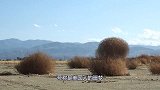 风滚草：我是美国人的噩梦！中国吃货：给你最后一次机会再说一遍