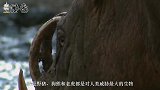 野生熊猫和老虎打架，“国宝”会被秒杀？其实不能小看熊猫