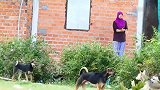 乡村德牧狗尾随黑色狼犬一起玩闹，黑色狗狗一个都看不上
