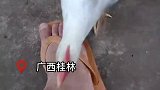 拥有一只召之即来精准啄蚊子的公鸡