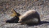 阿根廷：不可思议！海滩上一只象海豹分娩的时刻被拍下
