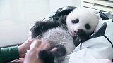 上厕所都有人伺候，不愧是国宝啊！