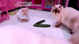 看来这黄瓜不好吃，猫咪都不感兴趣了，真是好玩呢！
