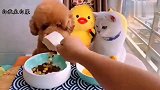 一只被狗子带大的猫，吃饭的表情都是神同步，真是磨人的小妖精