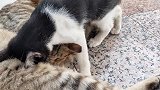 鸡飞猫跳你见过没别说小奶猫了，我自己都被吓了一跳