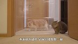 主人隔着透明墙吃炸鸡，喵星人馋坏了，下一秒忍住别笑