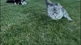 猫咪草地快速抓猫棒