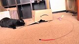 铲屎官买了一个新玩具，黑猫看见后不淡定了，接下来的场面太逗了