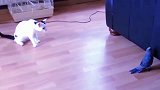 猫和鹦鹉大战，猫打不过就装死，鹦鹉接下来的动作让人笑喷！