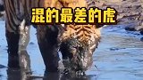 这是全网混的最差的老虎了吧，臭泥塘里抓鲶鱼