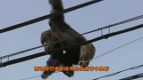 松鼠在高压线上“花式跑酷”，下一秒意外发生，彻底凉透了