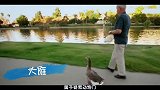 我国大雁为啥大面积减少，和环境无关，是大雁半路遇到了杀手
