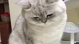 猫：好难过铲屎官回家后先摸别的猫，我吃醋了哼！