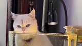 猫咪趴在鱼缸边喝水，主人见状将其拍下
