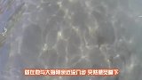 男子在海中散步，突然脚下一痛发现受伤了，放慢镜头才找到真凶