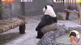 大熊猫贝贝，因热到怀疑人生的坐姿，把日本网友乐坏了