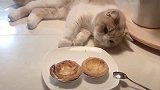 小猫咪为了吃蛋挞，使出了各种小花招，变换各种姿势！