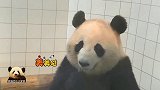 熊猫桃浜把圆润的大脸凑到镜头前，笑嘻嘻的样子简直不要太萌！