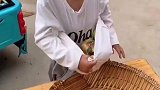 小女孩上山摘石榴，她能带这么多回来也是厉害