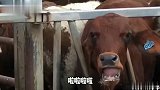 我感觉我家狗子可能智商有点问题，跟瓶子打起来了