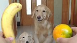 伟大的母爱！金毛妈妈把甜的香蕉给孩子吃，它自己却吃酸的橘子！