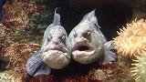 “大海怪”主动让潜水员挠痒痒，没有传说中的那么可怕