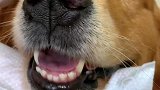 狗狗猫咪害怕洗澡，免洗手套帮忙搞定