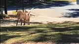 两兄弟迎接爸爸神同步