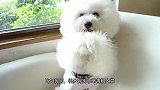斗牛犬犯错了后，主人将它放在砧板旁，狗狗吓得瑟瑟发抖：求放过