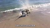 海边搁浅一条怪鱼，像疯了似的拼命挣扎，游客却无能为力！