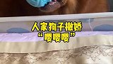 人家小狗撒娇与我家狗子撒娇的区别
