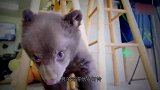 女子捡回一只流浪猫，家里的猫咪却怕它，这哪是什么猫啊