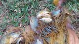 高手撒网捕鱼，一网下去，看看他捕获了多少？