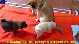 小奶狗在一起玩耍有些过激，被母亲拍了巴掌，小白狗太委屈了