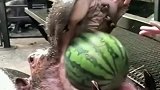 男子想喂饱河马，没想到河马一口一个西瓜，这得多少才能喂饱