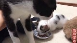 萌宠：小猫咪正在用餐，大猫伸出爪子抢它食物