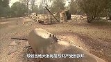 还是不肯放过美国？加州野火失控，霍金预言或将成真了？