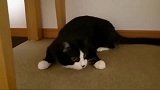 黑猫：铲屎官你慢点！本喵快跟不上了！