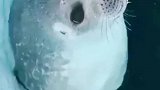 为了防止水从鼻子灌到肺里，海豹竟然会这样做